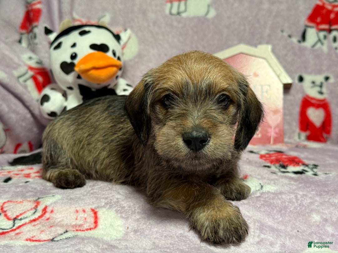 Mixed Breed dogs for sale: Clearance  - Ad 5