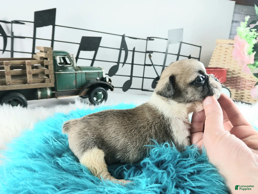 French Bulldog dogs for sale: French Bulldog Pups, NATIONWIDE DELIVERY  - Ad 4
