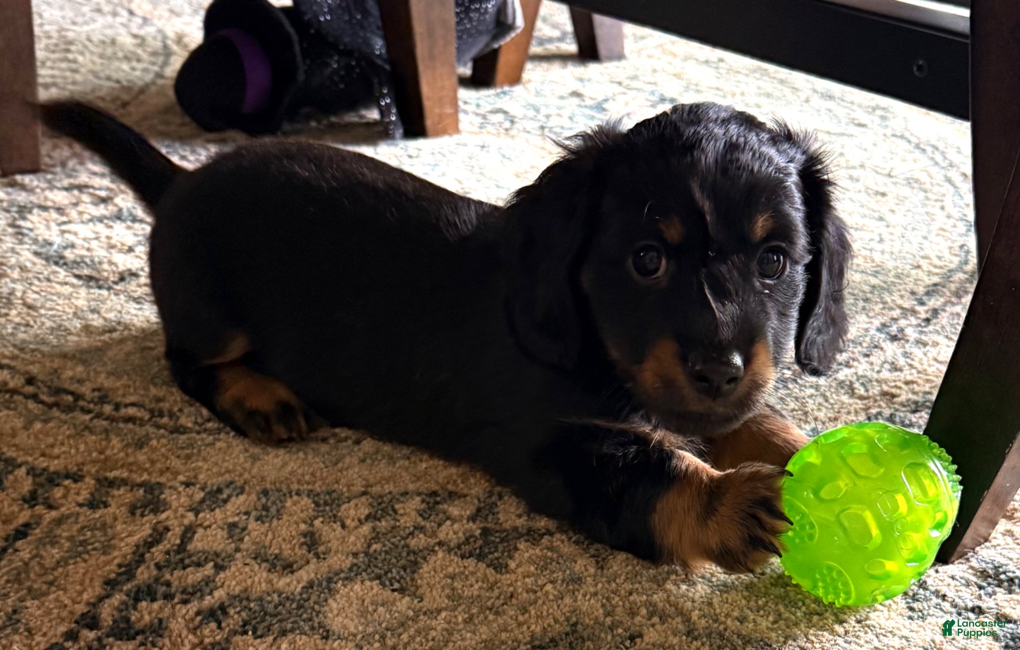 Dachshund dogs Dachshund Puppy 4 - Ad 41