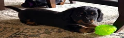 Dachshund dogs for sale: Dachshund Puppy 4 - Ad 4