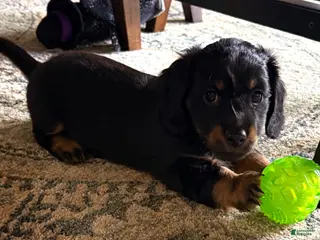 Dachshund dogs Dachshund Puppy 4 - Ad 20