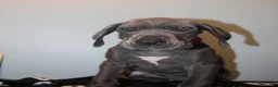 Great Dane dogs for sale: Coraline - Ad 2