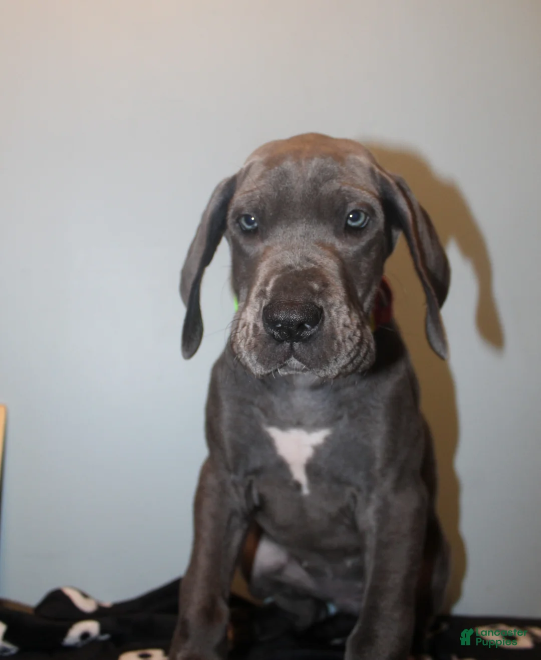 Great Dane dogs for sale: Coraline - Ad 2
