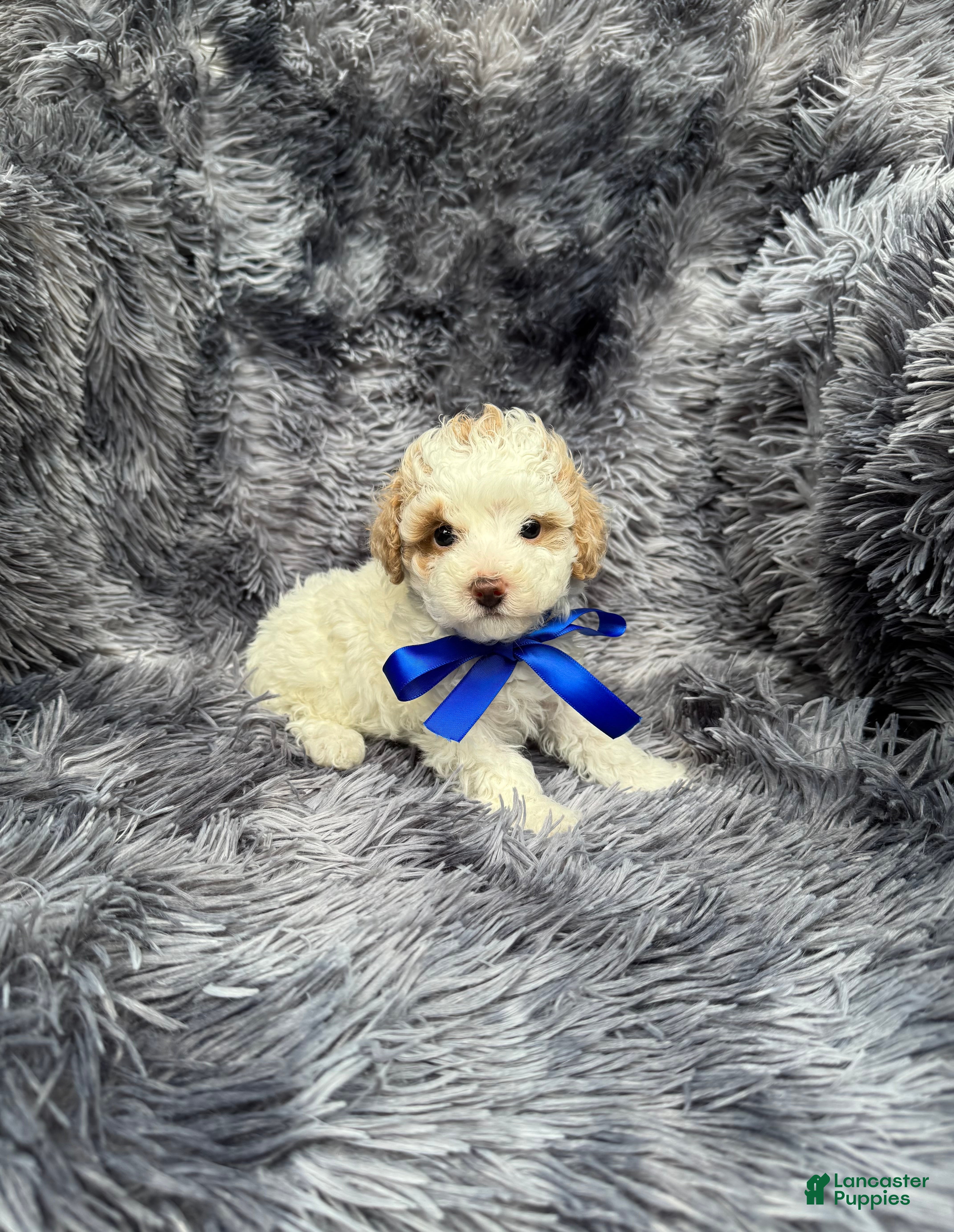 Toy Poodle dogs Toy Poodle 1 - Ad 1