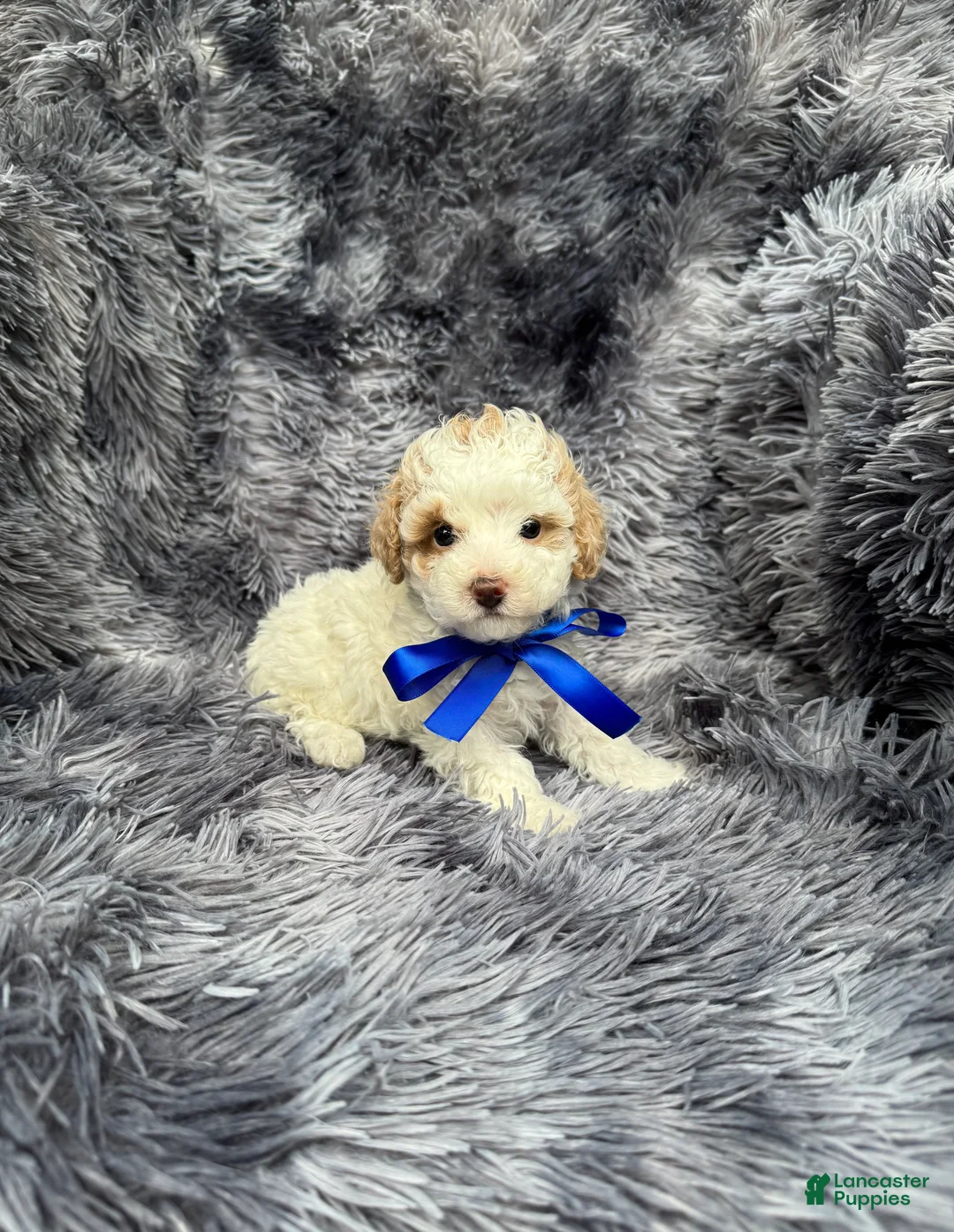 Toy Poodle dogs for sale: Toy Poodle 1 - Ad 1