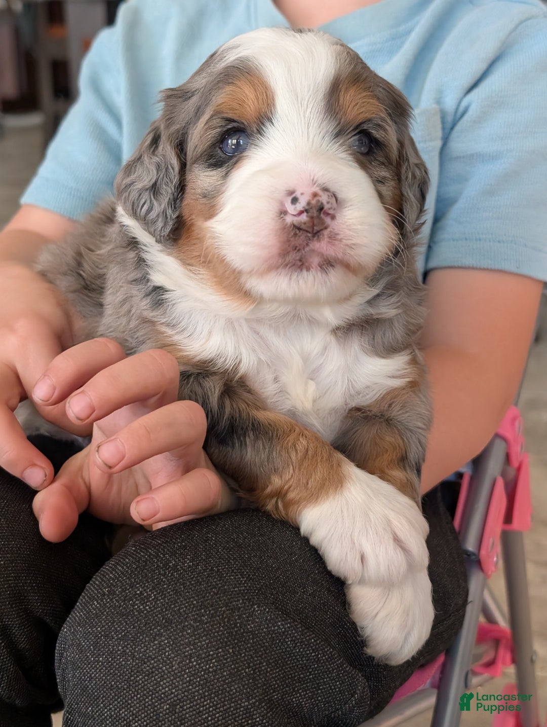 Mini Bernedoodle dogs for sale: Mini Sadie  - Ad 14