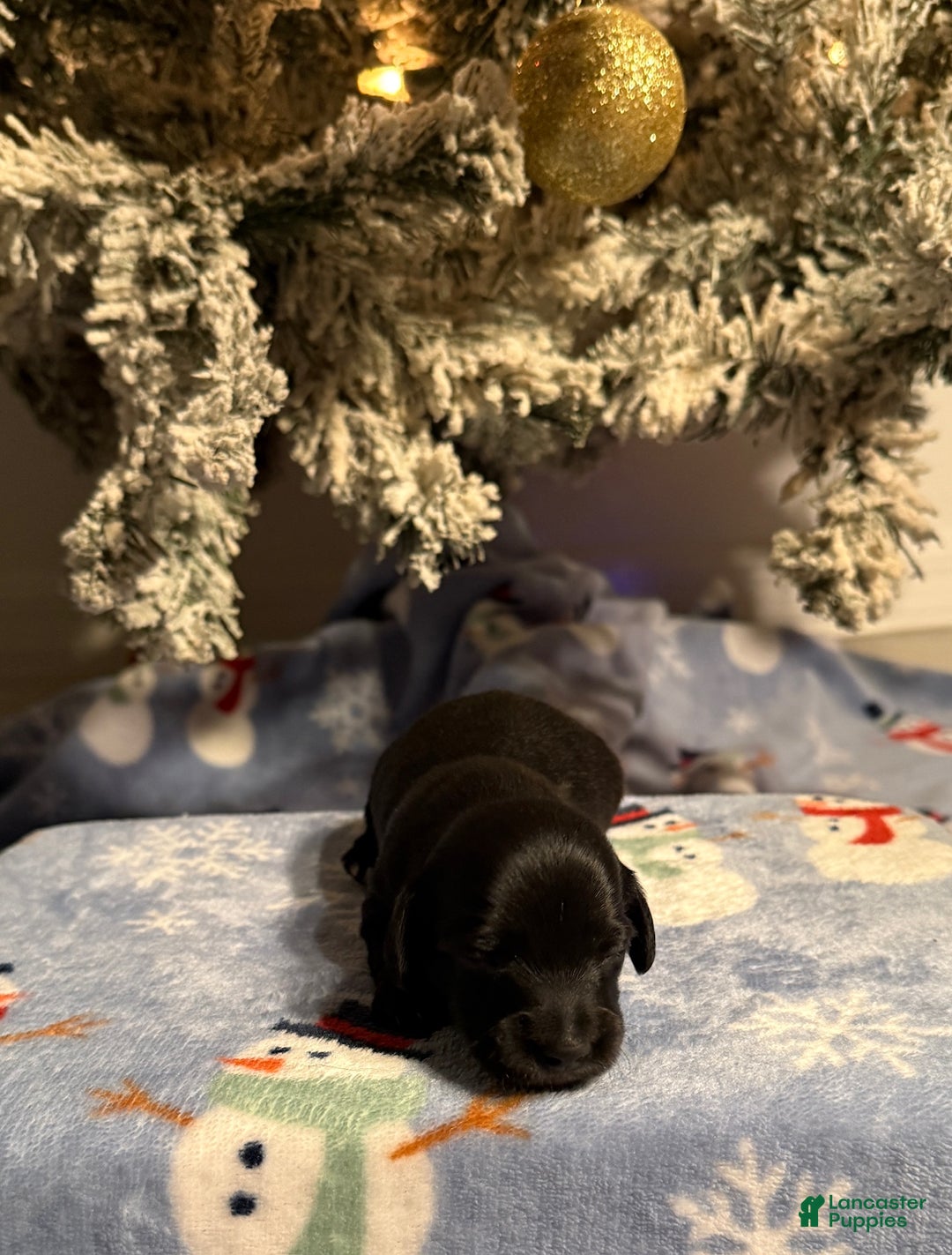 Miniature Dachshund dogs for sale: Joyce - Ad 2