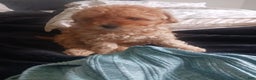 Toy Poodle dogs for sale: Polly - Ad 5
