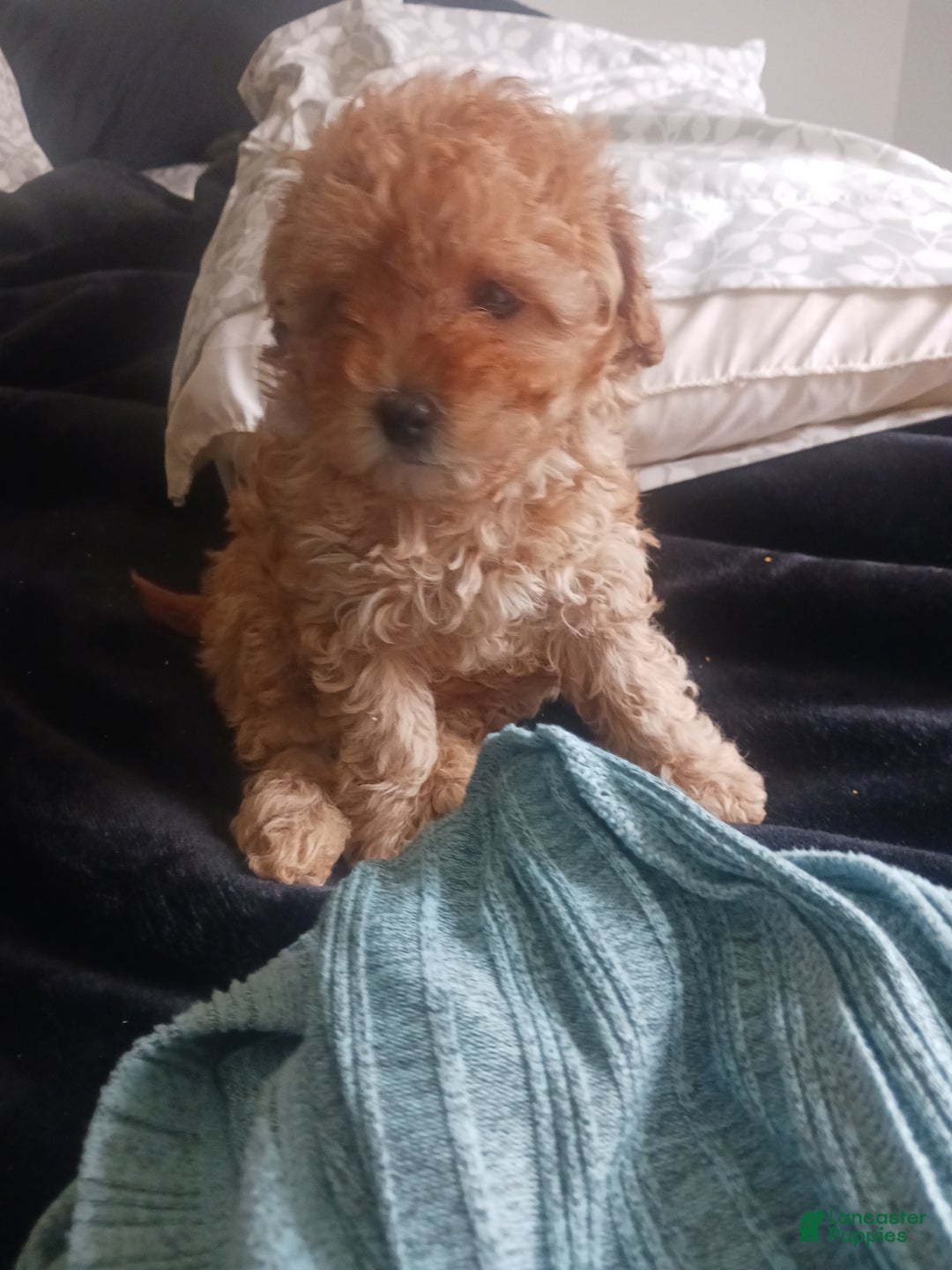 Toy Poodle dogs for sale: Polly - Ad 5