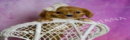 Cavalier King Charles Spaniel dogs for sale: Rose - Ad 6