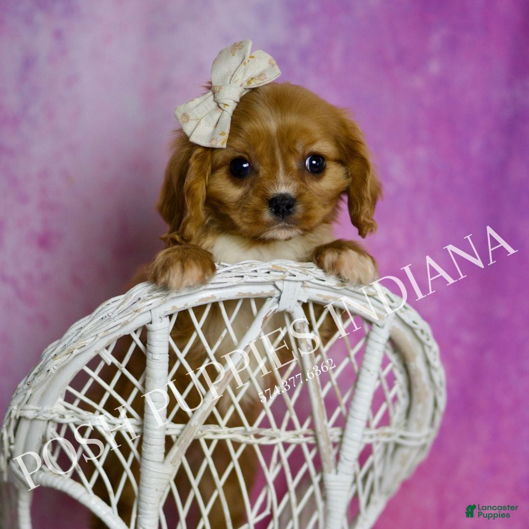Cavalier King Charles Spaniel dogs for sale: Rose - Ad 6