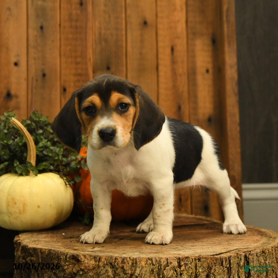 Beagle dogs for sale: Kit kat - Ad 2