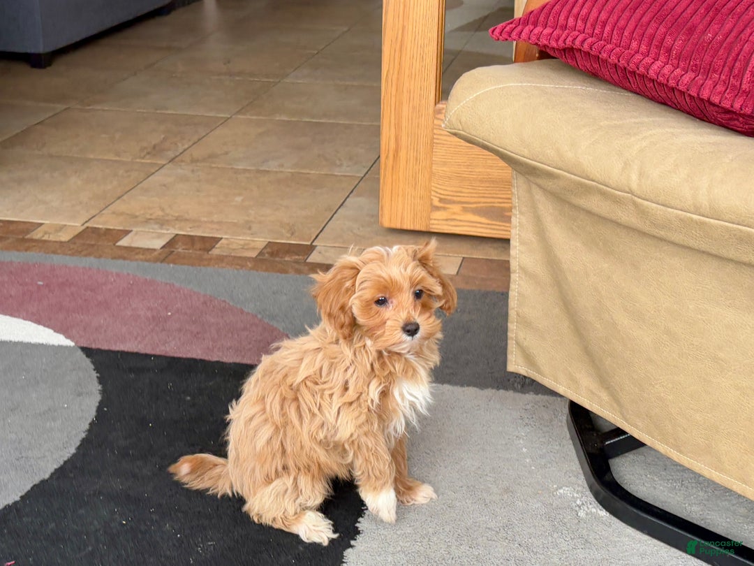 Maltipoo dogs for sale: Maltipoo Puppy 4 male  - Ad 8