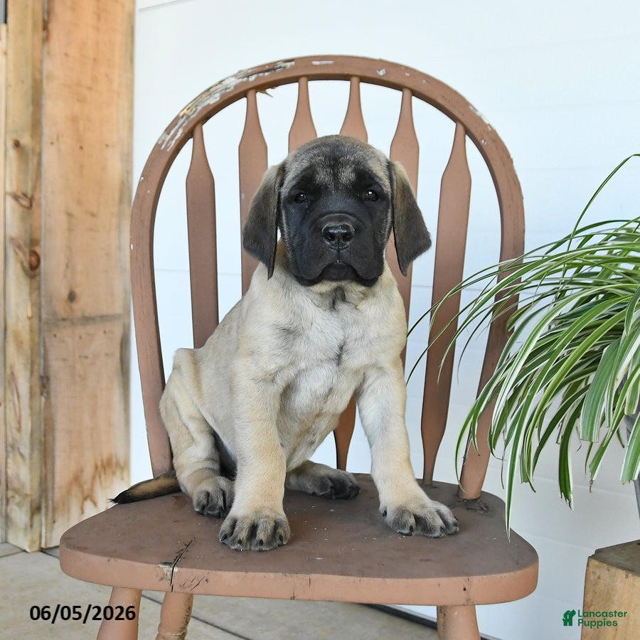 English Mastiff dogs Jemima - Ad 1