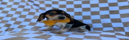 Beagle dogs for sale: Scooby - Ad 10
