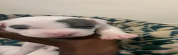 American Bully dogs for sale: American Bully 4 - Ad 4