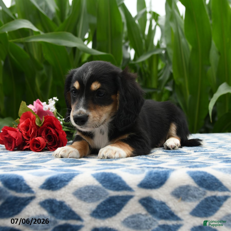 Miniature Dachshund dogs Coffee - Ad 2