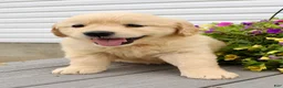 Golden Retriever dogs for sale: Trixie - Ad 3