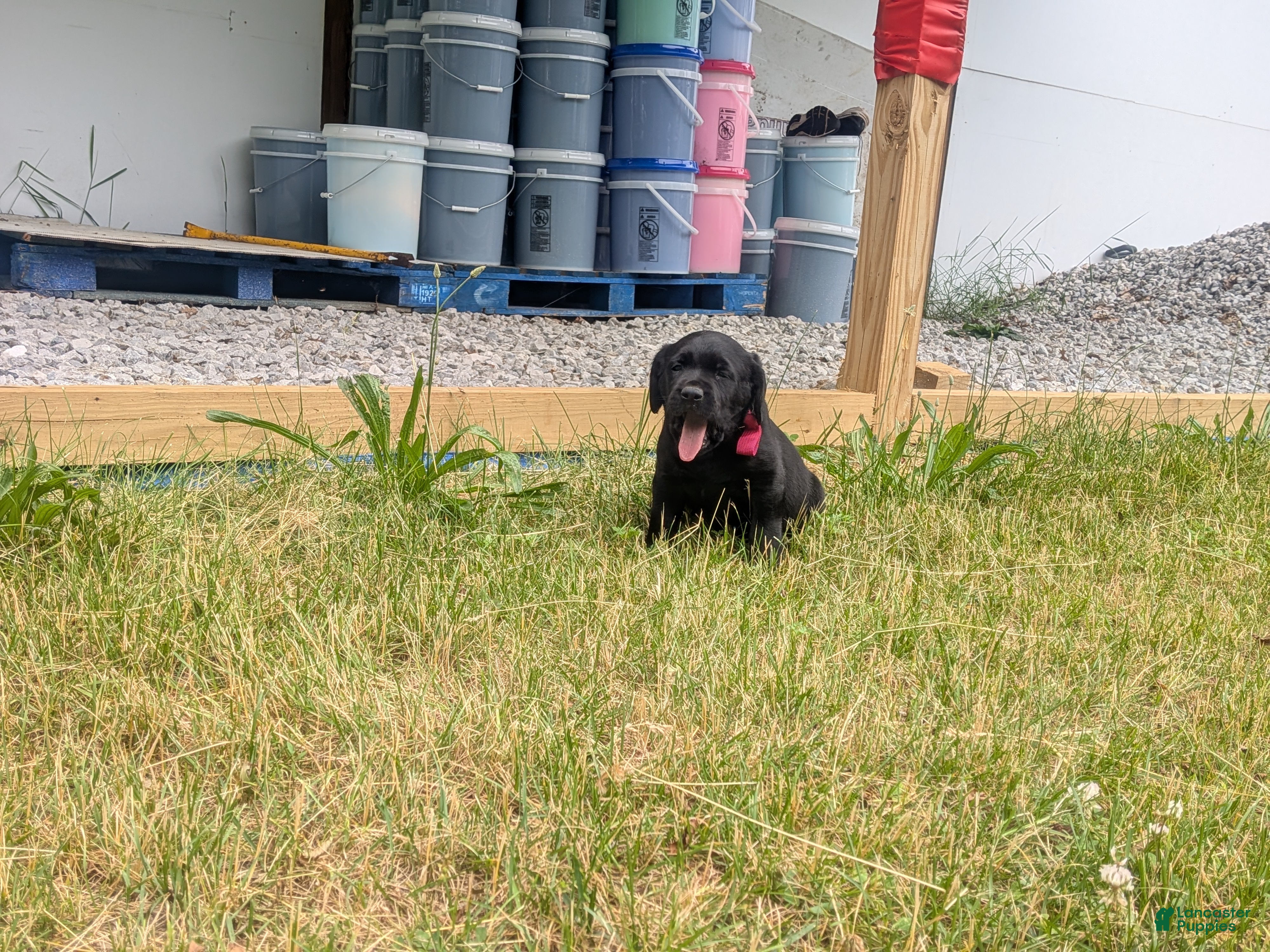 Labrador Retriever dogs Black Male (Red Collar) - Ad 41