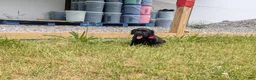 Labrador Retriever dogs for sale: Black Male (Red Collar) - Ad 1
