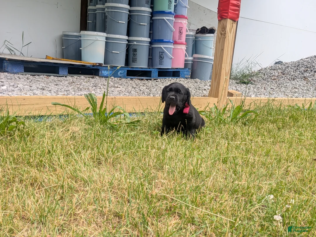 Labrador Retriever dogs for sale: Black Male (Red Collar) - Ad 1