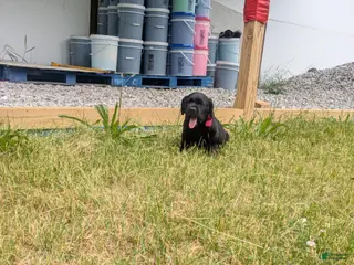 Labrador Retriever dogs Black Male (Red Collar) - Ad 39