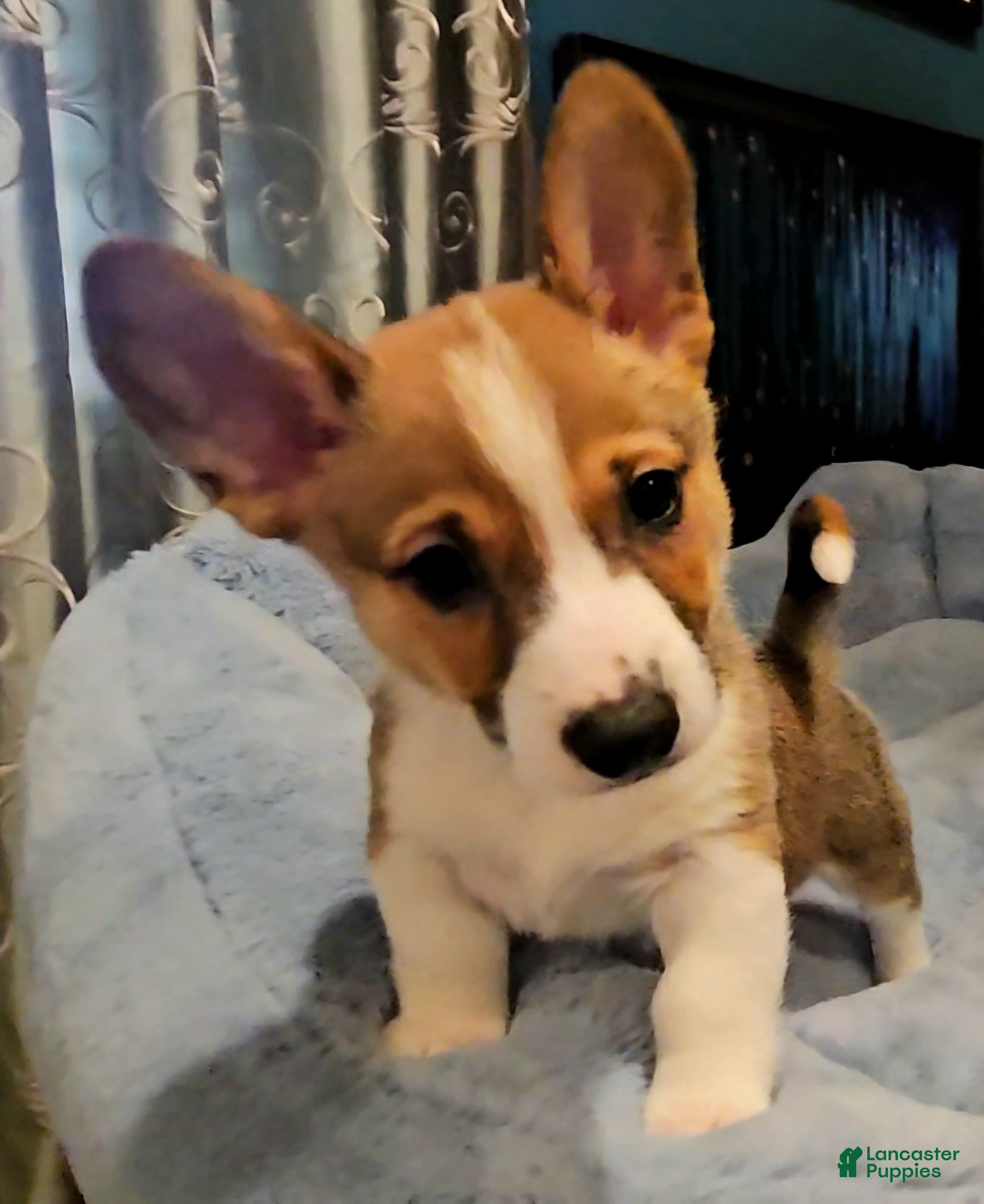 Mixed Breed dogs Jasper - Ad 1