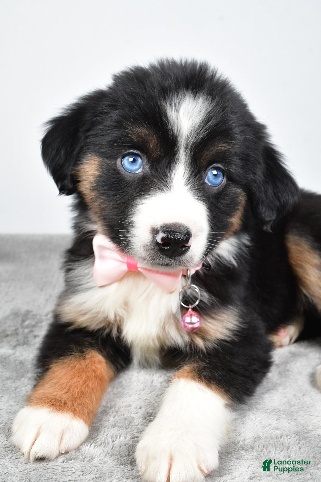 Miniature Australian Shepherd dogs for sale: Oriana - Ad 6