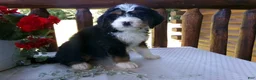 Mini Bernedoodle dogs for sale: Beth - Ad 3