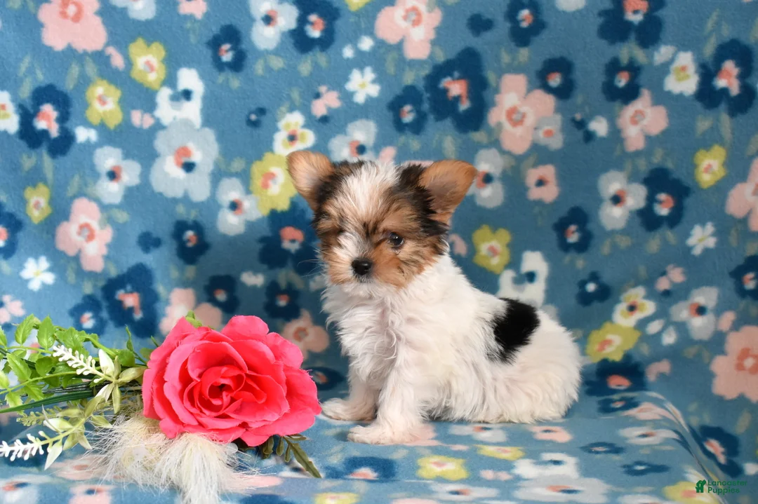 Yorkshire Terrier dogs for sale: Ginger - Ad 5