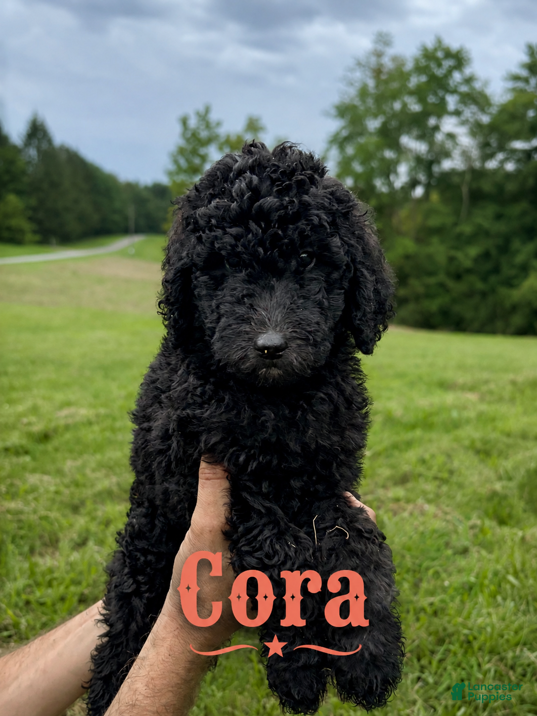 Standard Poodle dogs Cora - Ad 1