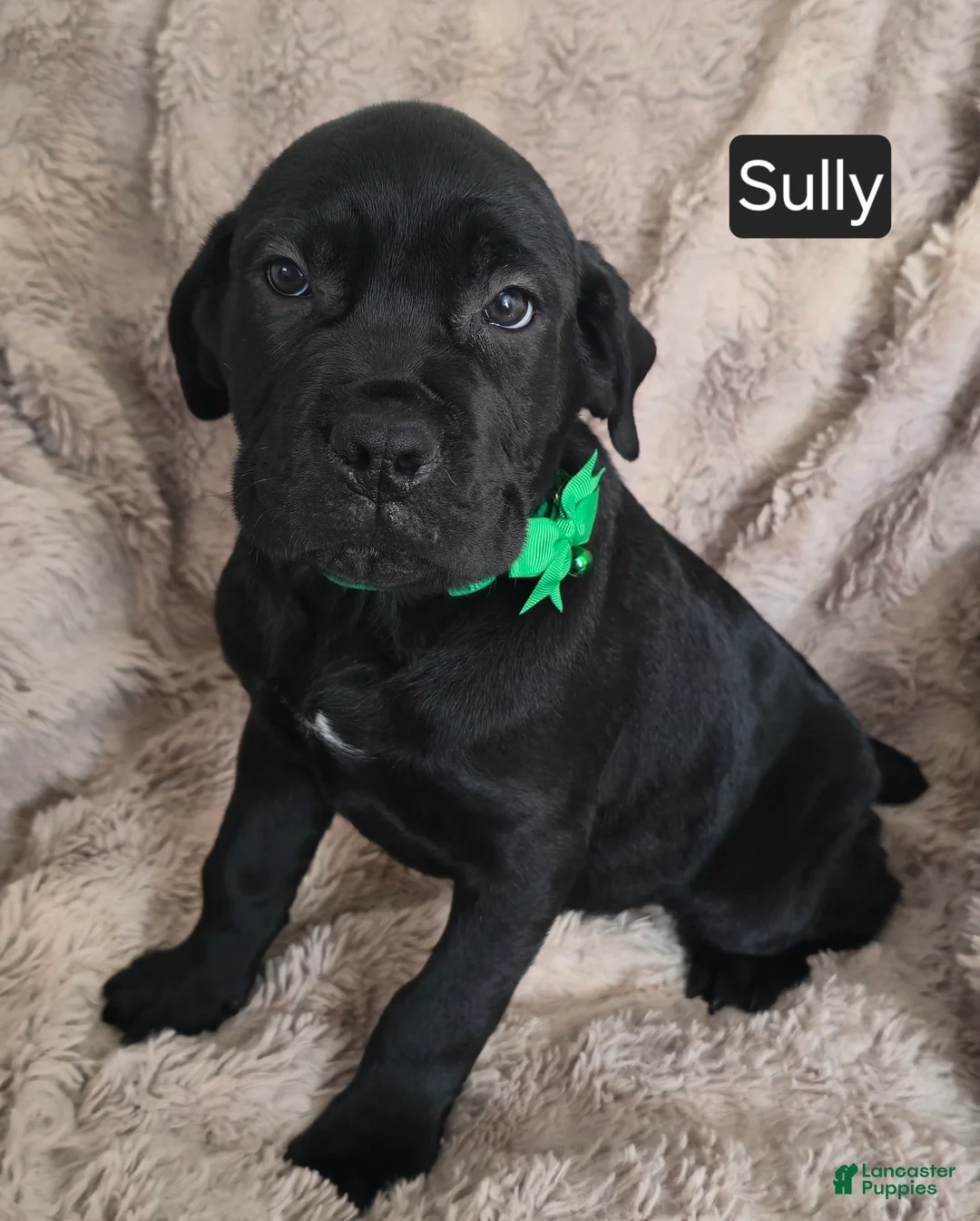 Cane Corso dogs for sale: Sully - Ad 8
