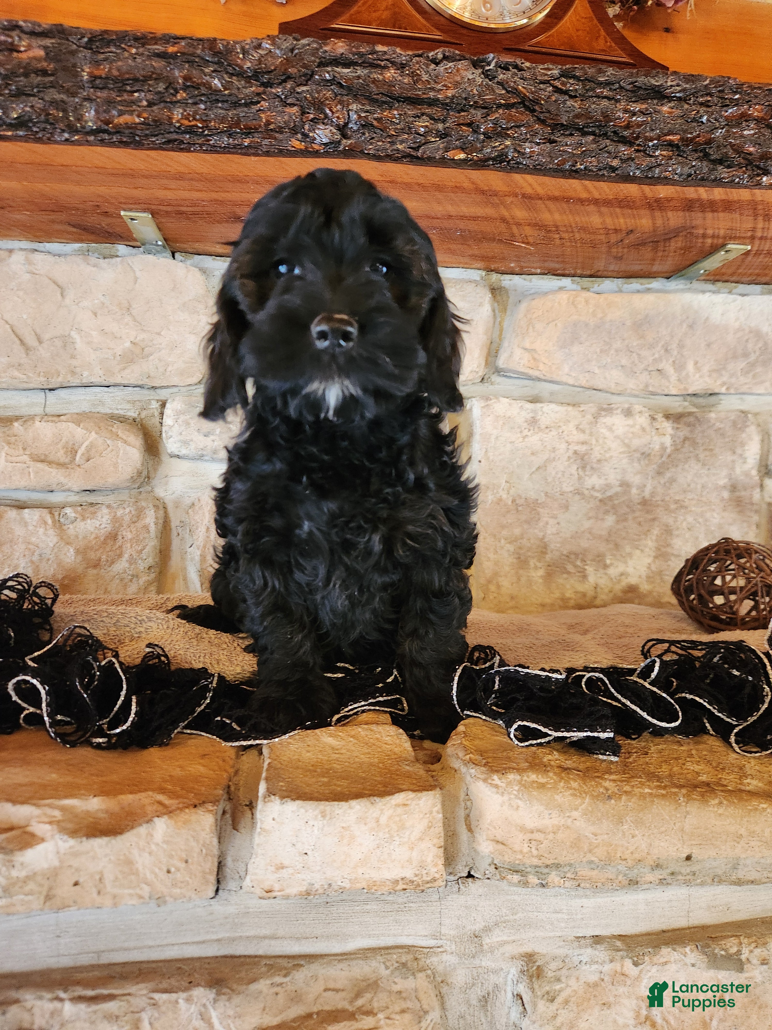 Mixed Breed dogs Lana - Ad 1