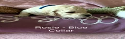 Goldendoodle dogs for sale: Rosie - Blue Female Goldendoodle  - Ad 9