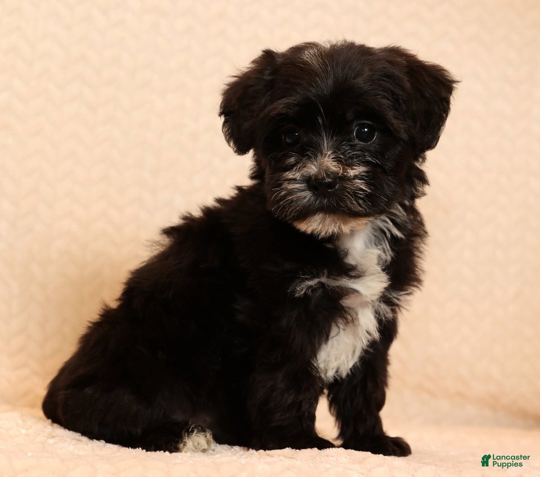 Yochon dogs for sale: Twinkle - Ad 3