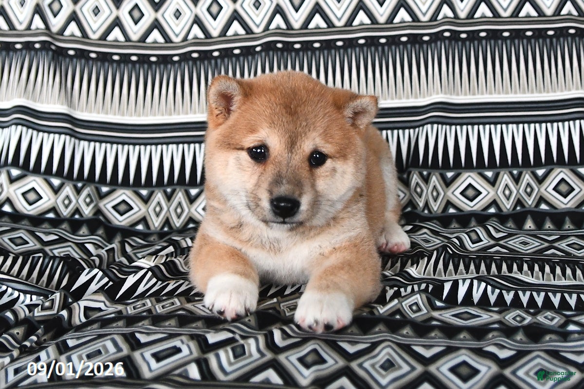 Shiba Inu dogs Susan - Ad 2