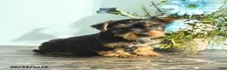 Yorkshire Terrier dogs for sale: Roy  - Ad 1