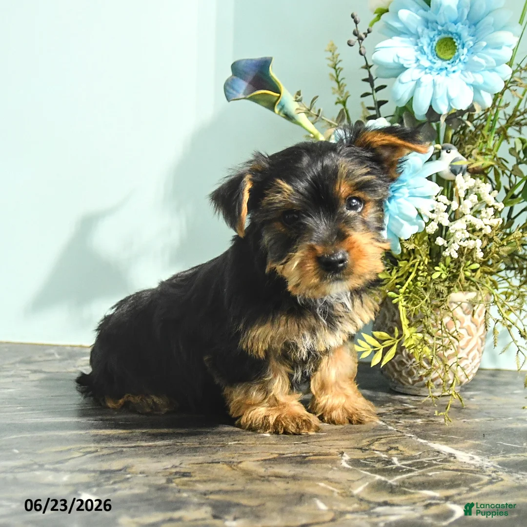 Yorkshire Terrier dogs for sale: Roy  - Ad 1