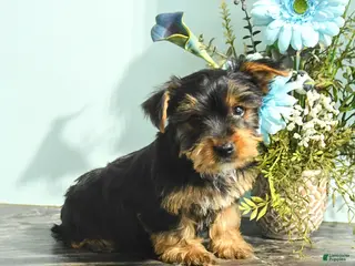 Yorkshire Terrier dogs for sale: Roy - Ad 2