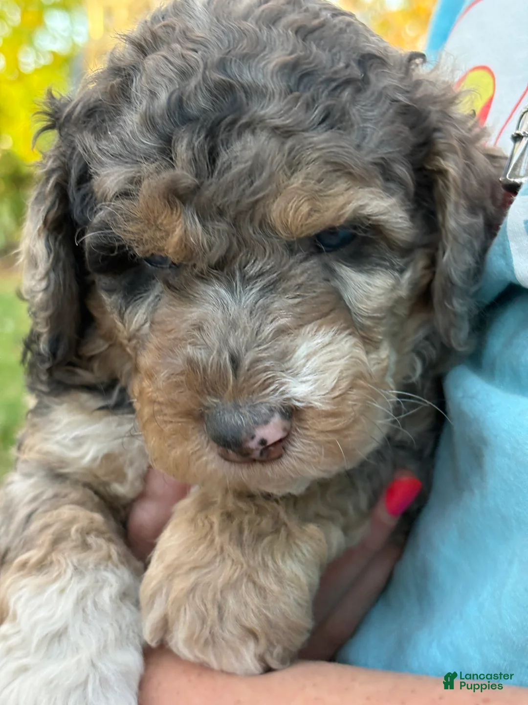 Mixed Breed dogs for sale: Harriet – Darker Merle Female Mini Bernedoodle | Social & Playful | 30–35 lbs - Ad 1