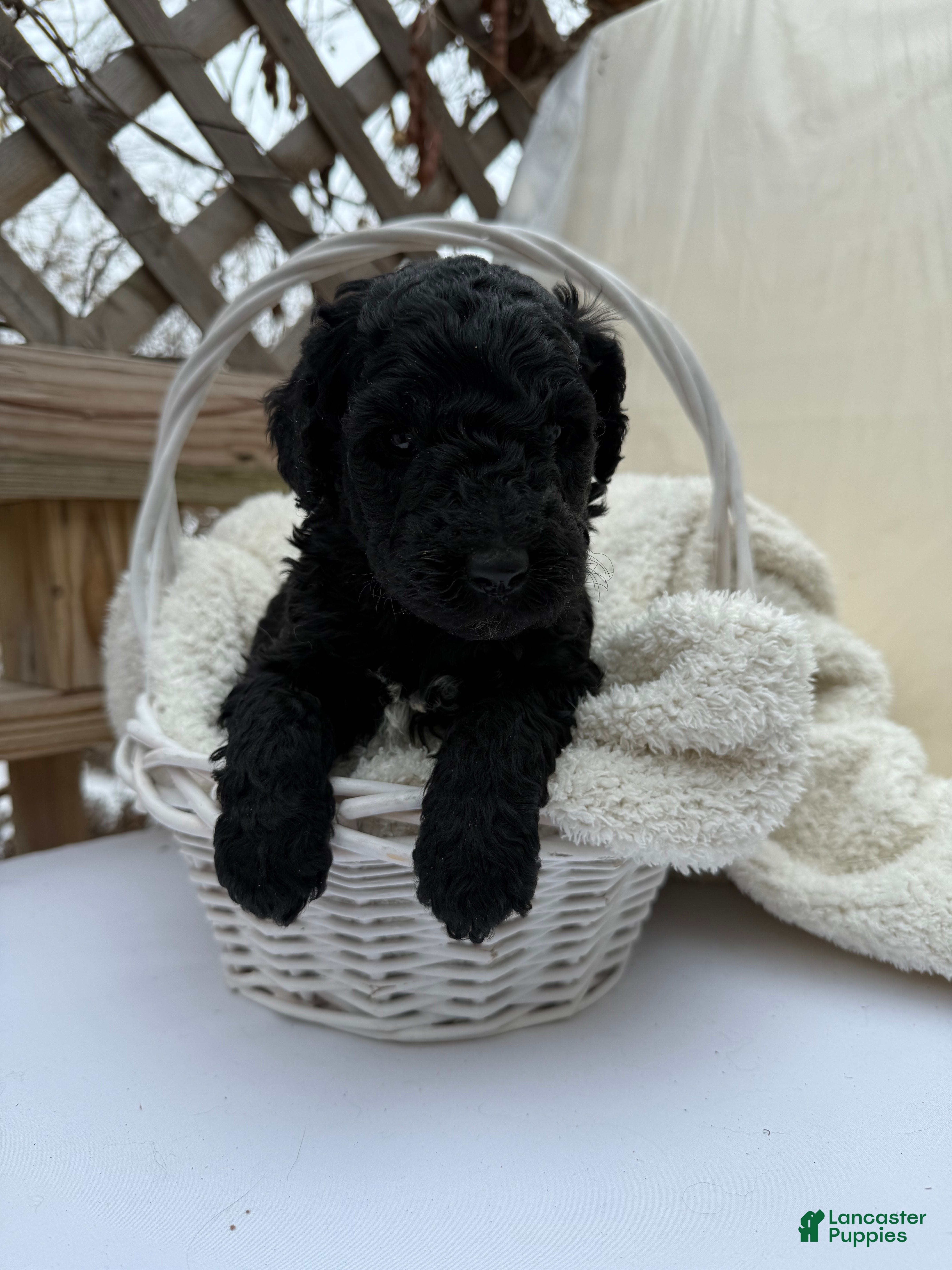 Goldendoodle dogs Coal - Ad 2