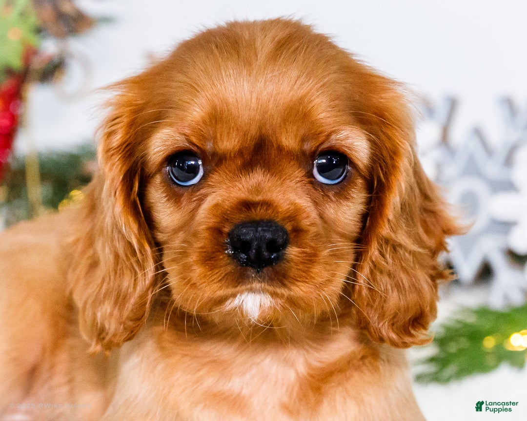 Cavalier King Charles Spaniel dogs for sale: Belle - Ad 2