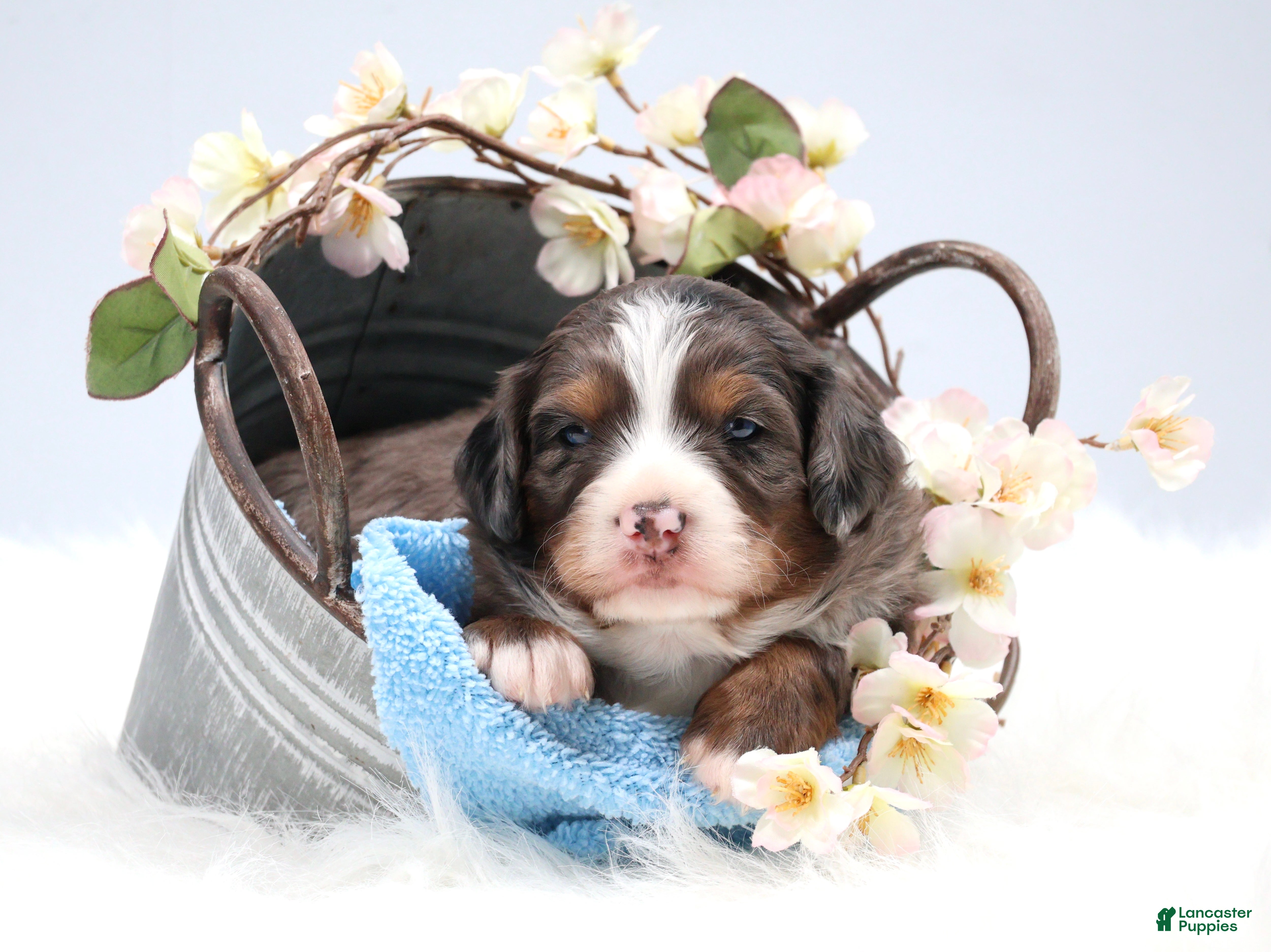 Mini Bernedoodle dogs Carter  - Ad 13
