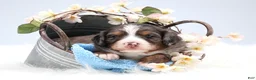 Mini Bernedoodle dogs for sale: Carter  - Ad 7