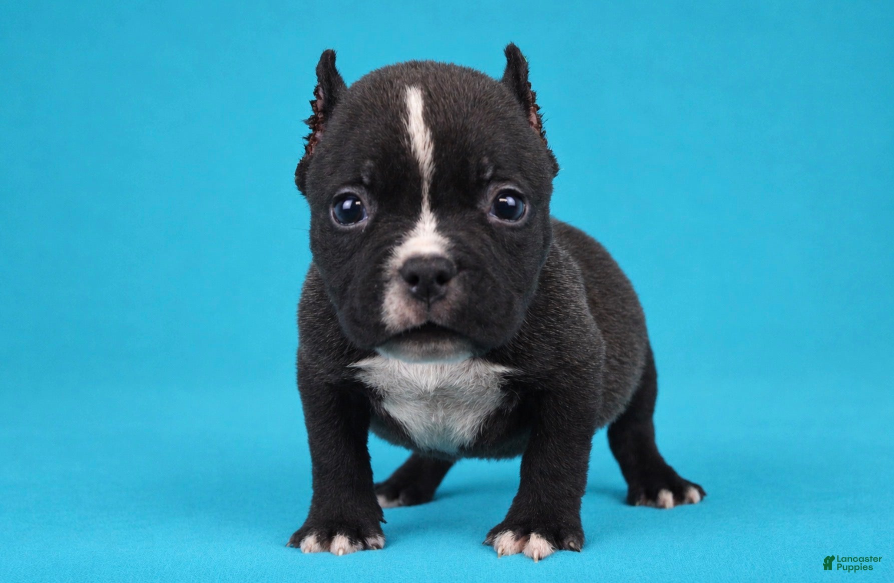 American Bully dogs Black Male - Ad 1