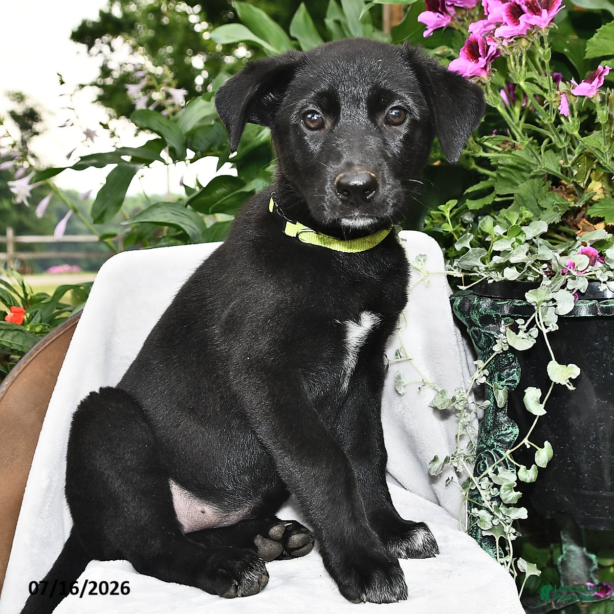 Sheprador dogs Daisy  - Ad 2