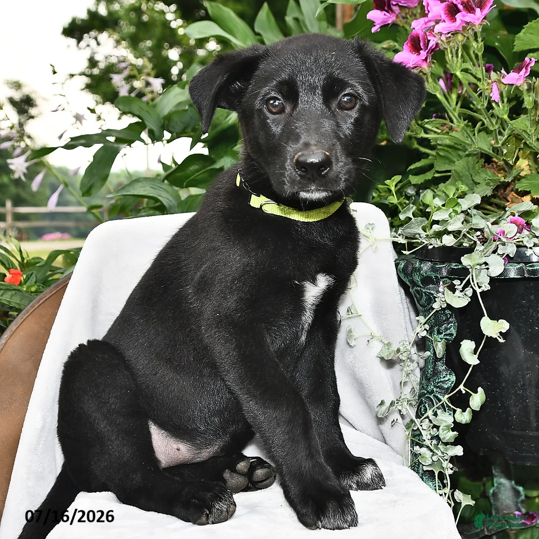 Sheprador dogs for sale: Daisy  - Ad 2
