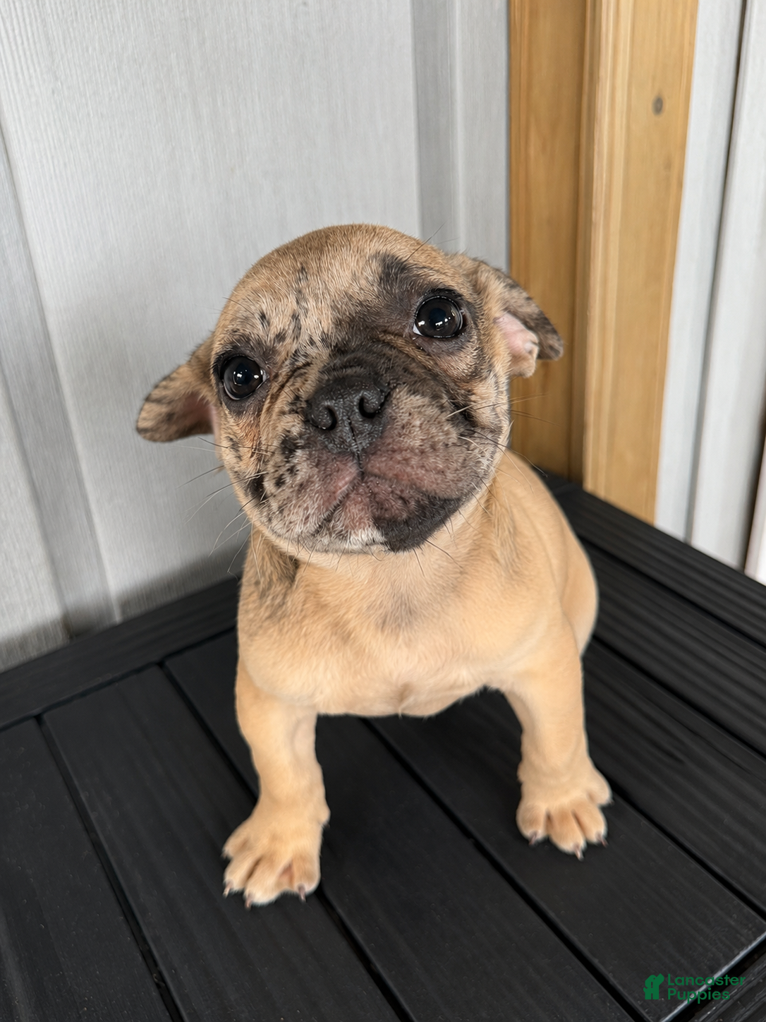 French Bulldog dogs Wave  - Ad 15