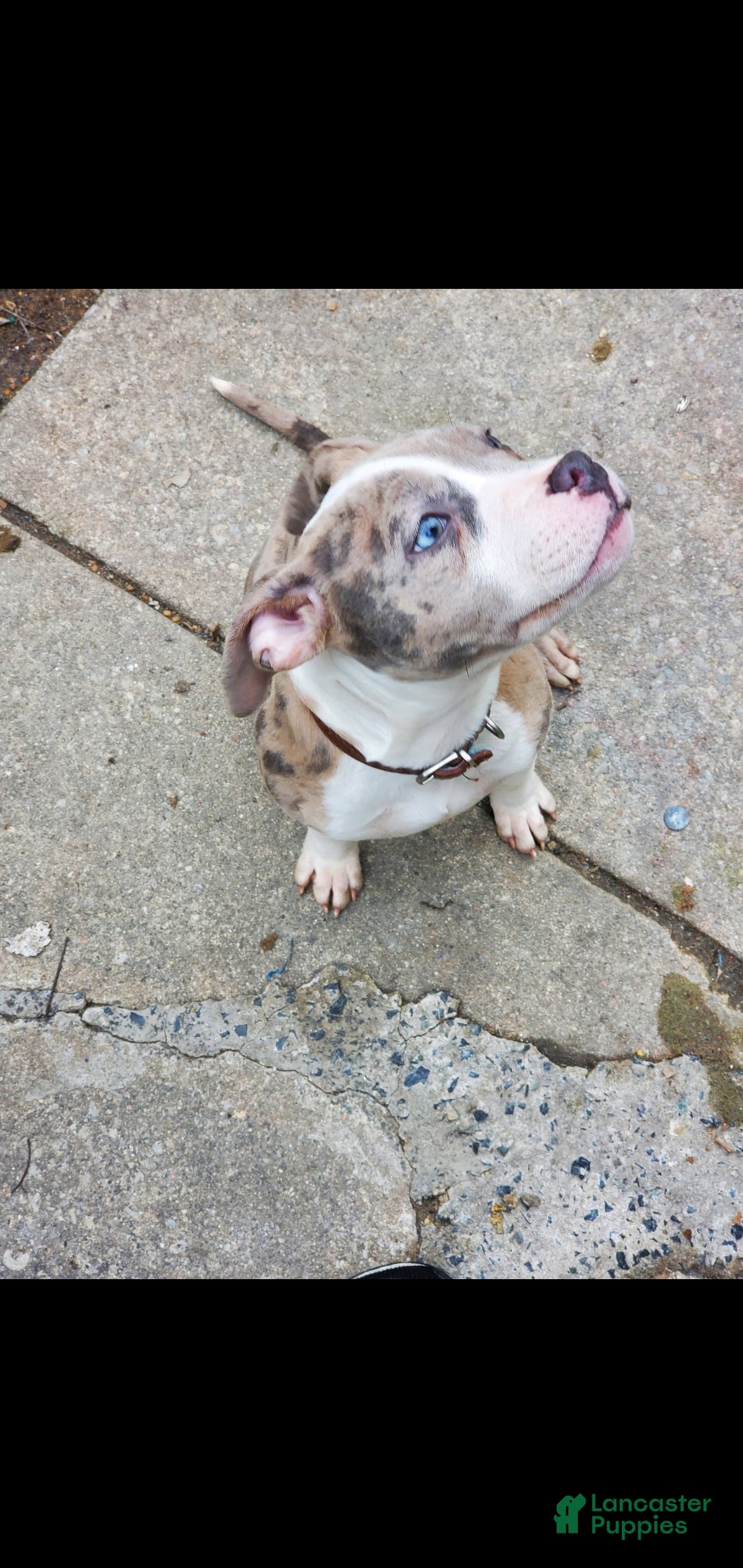 American Bully dogs for sale: American Bully Puppy 8 - Ad 7