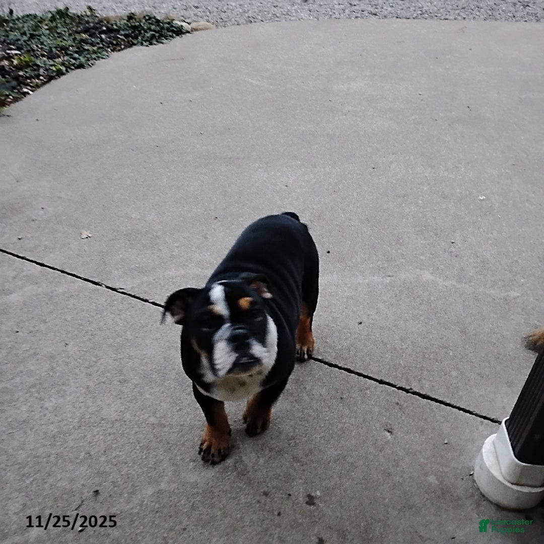 English Bulldog dogs for sale: Ramona - Ad 3